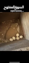  4 عصافير حب هوجو رومو