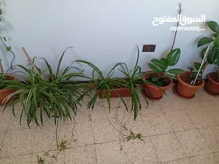  2 زريعة للبيع