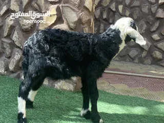  1 كبش نجدي اصل رقم الاتصال ف الوصف