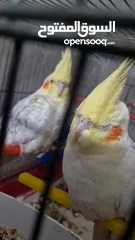  2 كوكتيل صوتهم حلو واليفات