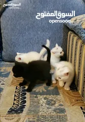  10 قطط للبيع لعدم التفرق