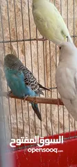  3 طيور حب [بادجي] عدد 2 متوالفين و بصحه و نظافه و نشاط  تبارك الله