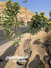  28 كافة أصناف اشجار الزينه