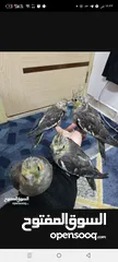  4 جوز حبشي شغال