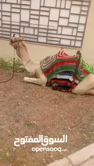  2 جمل للبيع مطبع عمره بين 7/6 سنوات  جرش