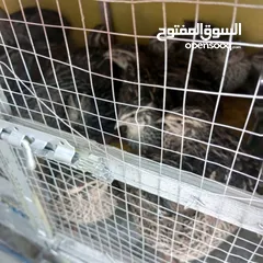  2 فري للبيع " سمان "