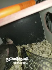  11 لعشاق الزق اليدوي
