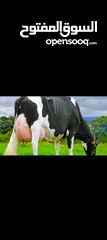 2 حليب ابقار طازج يوميا مزرعة ابو احمد