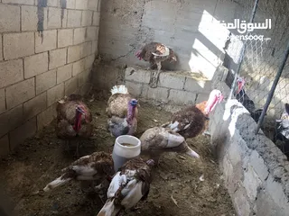  6 حبش احمر تركي نخب اول جواز