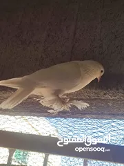 1 طيره هزاز بندوق فرنسي