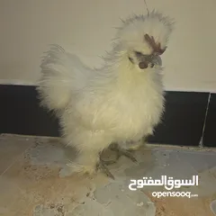  2 ديج كوجي سلكي