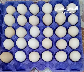  1 بيض عماني لابيع