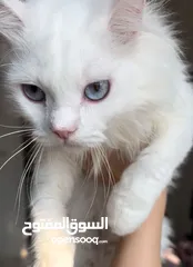  4 قط شيرازي ذكر للبيع