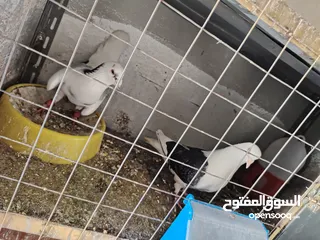  19 حمام مشكل زواج للبيع