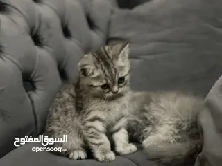  7 كتن سكوتش فولد و ستريت وام منتجه
