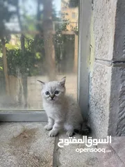  2 قط سيامي مكس شانشيلا