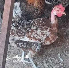 1 جاجتين قعداة بدون بيض البيع علا 10 الحبه الموقع اربد حواره