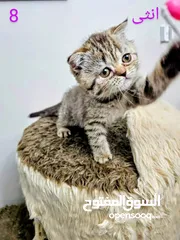  18 قطط سكوتش فولد جولد بيور اقل سعر في الأردن