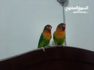  6 2 breeding lover birds need it Gone ASAP (cage included)
