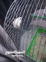  1 كنار مغنى جيزه  أو بدل على حبة ببغاء كوكتيل