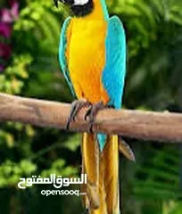  1 حبتين مكاو للبيع