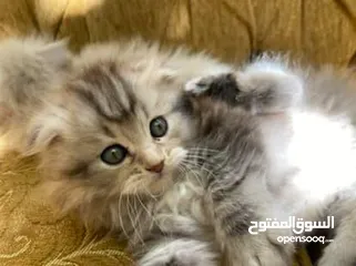  2 5 قطط مكس للبيع