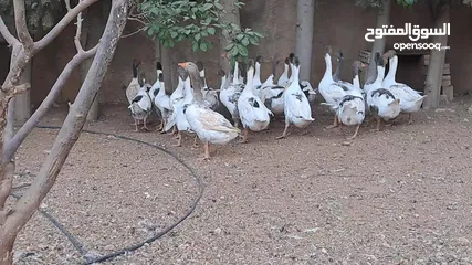  4 وز شغالة للبيع