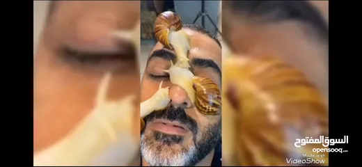  10 حبزون افريقي العملاق في الاردن