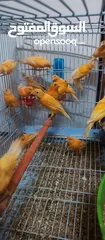  1 حبات احمر دم وجزري غامق نخب