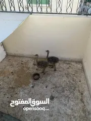  3 نعمتين للبيع في العقبه ما شاء الله صحه ونظافه عمرهم شهر ونص
