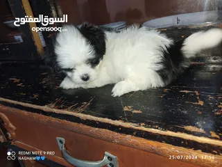  9 كلاب مالتيز