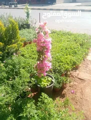  12 الحديقه والمنزل جميع انواع الاشجار المثمرة والأشجار الحرجيه ونباتات الزينة