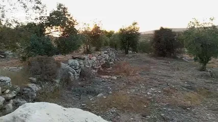  6 ارضـ مزروعـة زيـتـونـ للـبـيـعـ فيـ صـوريـفـ