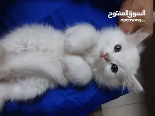 4 3قطط للبيع موجودين في عناتا ضوحي القدس  مافي توصيل