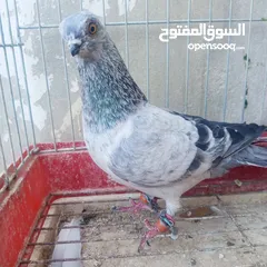  7 حمام للبيع