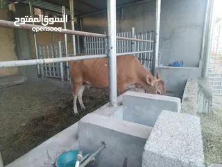  2 بقره جرسيه