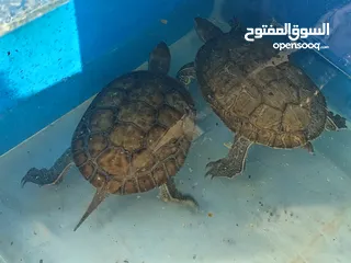  6 جوز سلاحف مائيه  حجم ضخم  سلحفاه برمائيه توضع داخل حوض السمك تسبح مع الاسماك  و منتجه