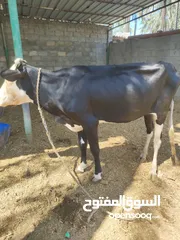  2 بقرة ظفاريه بكر