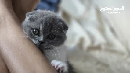  2 Scottish fold female kitten  3 month old