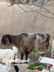  2 تيس بسم الله ما شاء الله عمر جمع والسعر قابل للتفواض بشيئ بسيط بدون تبخيس