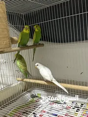  1 Healthy 2 month baby budgies for adoption