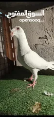  1 مطلوب فحل مراسلي عجل بسعر مناسب