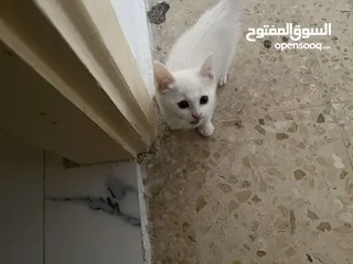  3 2 Mixed Beautiful 3-month old Cats, Comes with Everything
