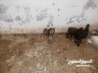  4 صيصان براهمي. بف