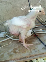  1 صوص لاحم نوع روس صحه وخالي من الامىاض