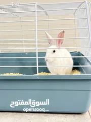  6 Selling a Dwarf Rex Mix Rabbit