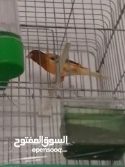  1 جوز كنار شغالات