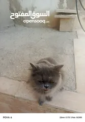  2 قط شيرازي  ذكر