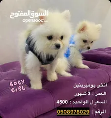  1 كلاب بوميرينين بيور