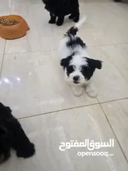  15 بودل وشيتزو poodle puppy and shitzu puppy